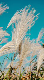 Close-up of stalks against blue sky