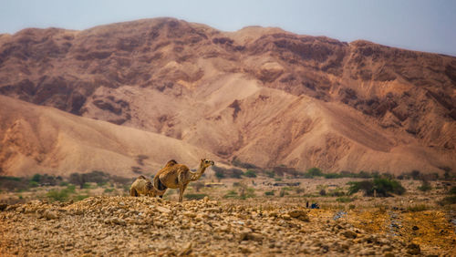 Camels in desert