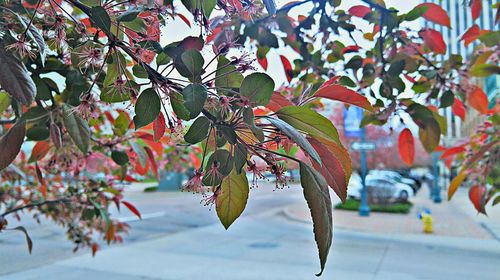 Low angle view of leaves on tree