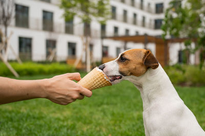 Woman feeding jack russell terrier dog with ice cream cone on hot summer day.