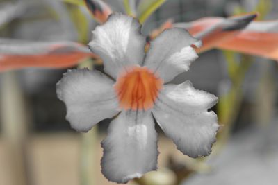 Close-up of flower blooming outdoors