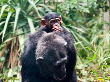 Baby chimpanzee riding on mothers back
