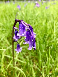 Close-up of purple flowering plant on field