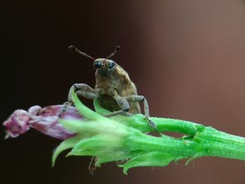 Close-up of insect