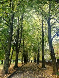 Mid distance view of man walking in park during autumn