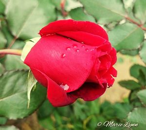 Close-up of red rose