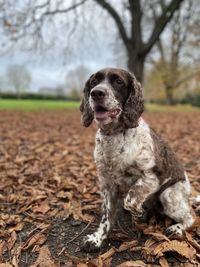 Dog looking away on field