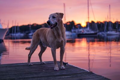 Dog standing on pier at lake during sunset