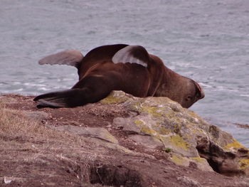 Close-up of sea lion in water