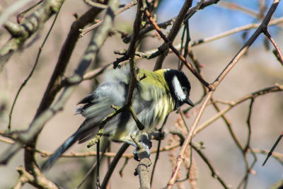 Close-up of bird perching on twig