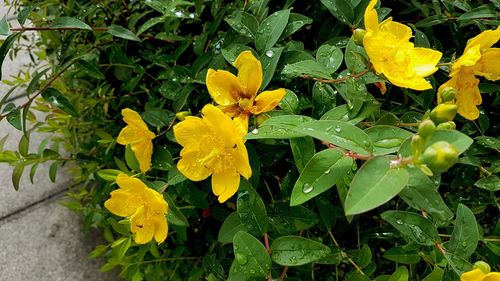 Close-up of yellow flowering plant