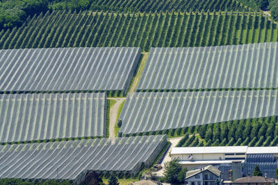 High angle view of plants growing on farm