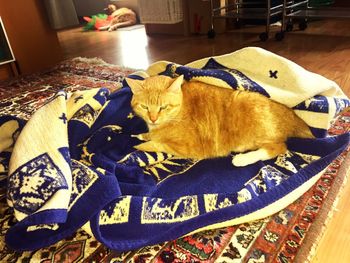 High angle view of cat sitting at home