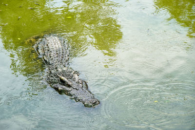 High angle view of crocodile swimming in lake