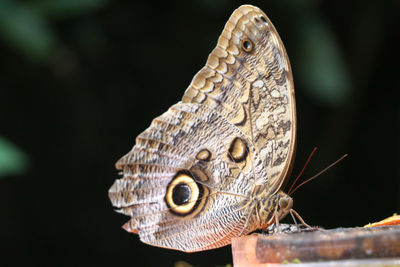 Close-up of butterfly