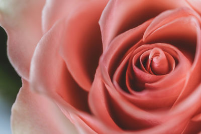 Close-up of red rose