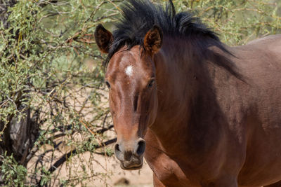 Close-up of a horse