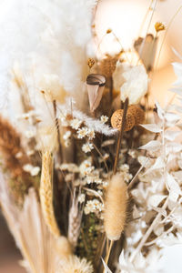 Close-up of dried plant