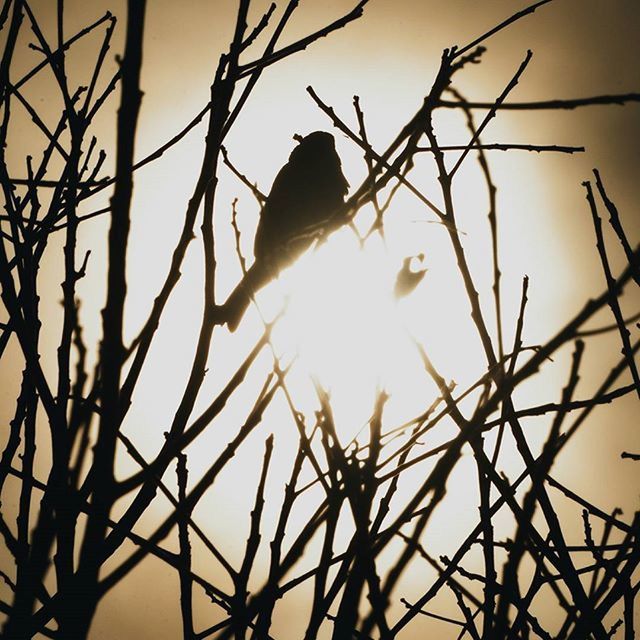 animal themes, animals in the wild, bird, one animal, silhouette, wildlife, low angle view, branch, sunset, perching, sun, bare tree, nature, sky, twig, outdoors, sunlight, no people, orange color, clear sky