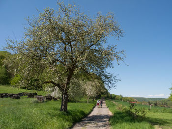 Footpath leading towards trees