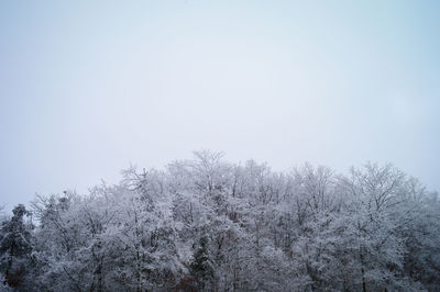 Low angle view of snow covered trees against clear sky