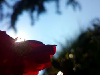 Close-up of red flowering plant against sky