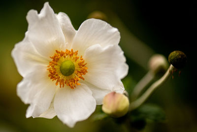 Close-up of white flowering plant