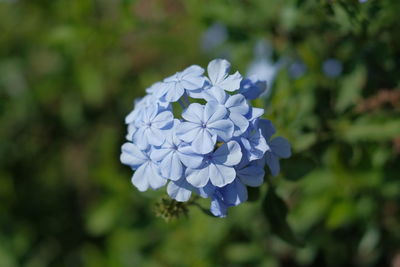 Close-up of purple flowering plant