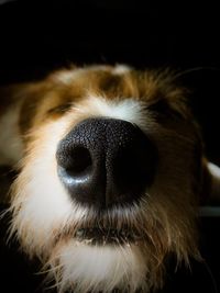 Close-up of dog