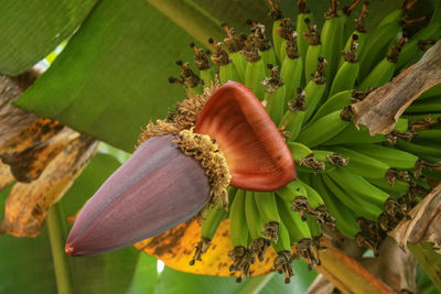 Close-up of banana flowers