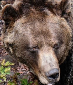 Close up of a grizzly bear 