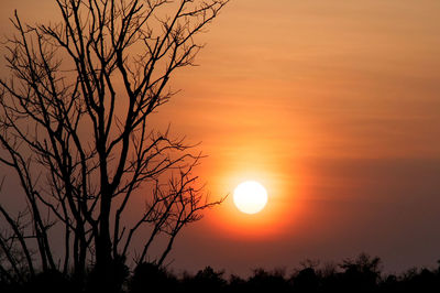 Silhouette of bare tree at sunset