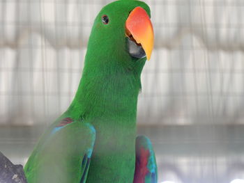 Close-up of parrot in cage