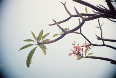 Low angle view of cherry blossoms in spring