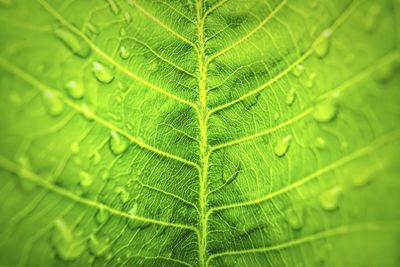 Full frame shot of green leaves