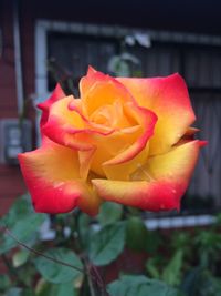 Close-up of rose flower