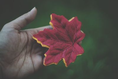 Close-up of hand holding maple leaf