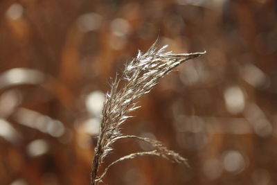 Close-up of stalks in field