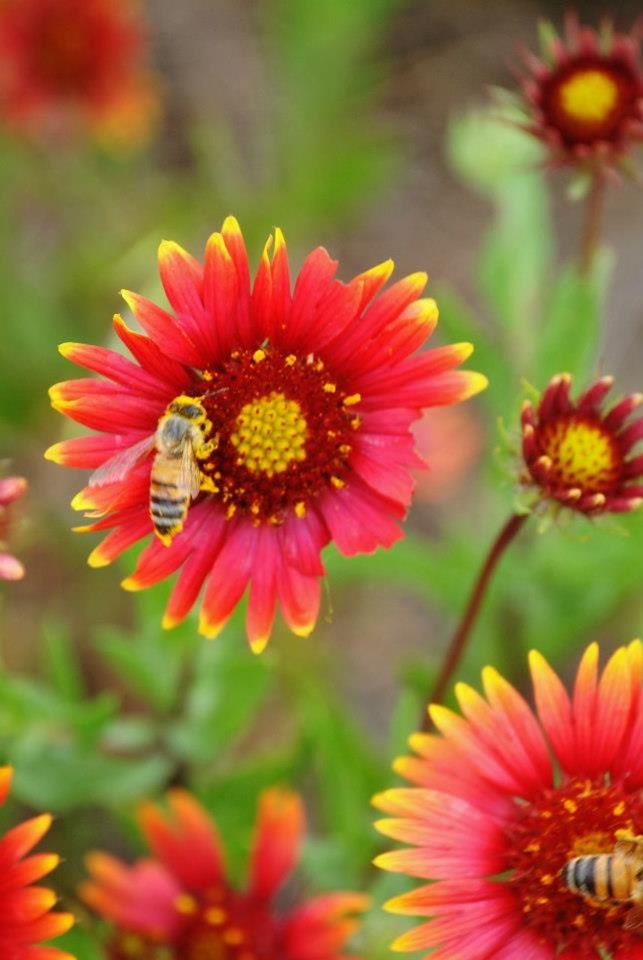 flower, petal, freshness, flower head, fragility, pollen, beauty in nature, growth, blooming, red, focus on foreground, close-up, nature, plant, in bloom, yellow, pink color, outdoors, no people, stamen