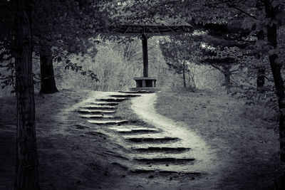 Walkway amidst trees in forest