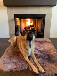 Dog relaxing on wooden floor