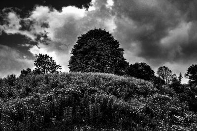 Low angle view of trees against sky