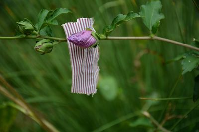 Close-up of flower bud and matching striped fabric swatch and flower bud