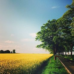 Scenic view of field against sky