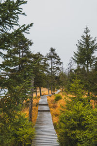 Footpath amidst trees against clear sky