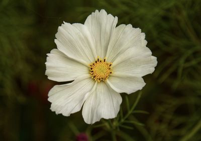 Close-up of white flowering plant