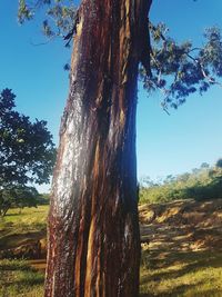 Panoramic shot of trees on field against sky