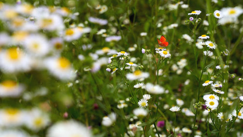 Close-up of butterfly pollinating on white flowering plant