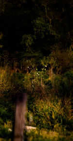 Plants growing on land in forest