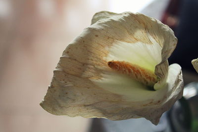 Close-up of flower